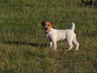 Продам Щенки джек рассел терьер - <ro>Изображение</ro><ru>Изображение</ru> #1, <ru>Объявление</ru> #1472396