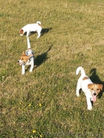 Продам Щенки джек рассел терьер - <ro>Изображение</ro><ru>Изображение</ru> #2, <ru>Объявление</ru> #1472396