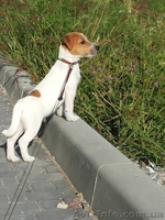 Продам Щенки джек рассел терьер - <ro>Изображение</ro><ru>Изображение</ru> #3, <ru>Объявление</ru> #1472396