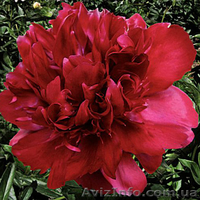 Очаровательные махровые травянистые пионы из частной коллекции - <ro>Изображение</ro><ru>Изображение</ru> #5, <ru>Объявление</ru> #1468864