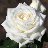 Саженцы роз с открытой корневой системой, привитые на шиповнике, двухлетки - <ro>Изображение</ro><ru>Изображение</ru> #4, <ru>Объявление</ru> #1468860