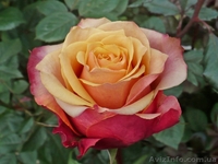 Саженцы роз с открытой корневой системой, привитые на шиповнике, двухлетки - <ro>Изображение</ro><ru>Изображение</ru> #10, <ru>Объявление</ru> #1468860