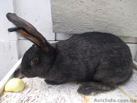 Самцы и самки серебристых кроликов (круглогодично) - <ro>Изображение</ro><ru>Изображение</ru> #8, <ru>Объявление</ru> #1468858