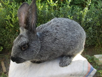 Самцы и самки серебристых кроликов (круглогодично) - <ro>Изображение</ro><ru>Изображение</ru> #3, <ru>Объявление</ru> #1468858