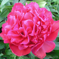 Очаровательные махровые травянистые пионы из частной коллекции - <ro>Изображение</ro><ru>Изображение</ru> #7, <ru>Объявление</ru> #1468864