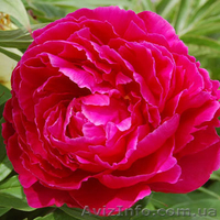 Очаровательные махровые травянистые пионы из частной коллекции - <ro>Изображение</ro><ru>Изображение</ru> #1, <ru>Объявление</ru> #1468864