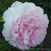 Очаровательные махровые травянистые пионы из частной коллекции - <ro>Изображение</ro><ru>Изображение</ru> #9, <ru>Объявление</ru> #1468864