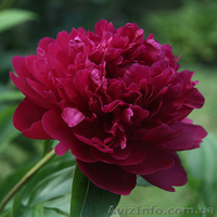 Очаровательные махровые травянистые пионы из частной коллекции - <ro>Изображение</ro><ru>Изображение</ru> #8, <ru>Объявление</ru> #1468864