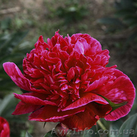 Очаровательные махровые травянистые пионы из частной коллекции - <ro>Изображение</ro><ru>Изображение</ru> #10, <ru>Объявление</ru> #1468864