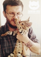Коты саванна ф1 у вас дома - <ro>Изображение</ro><ru>Изображение</ru> #1, <ru>Объявление</ru> #1477595