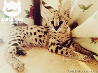 Коты саванна ф1 у вас дома - <ro>Изображение</ro><ru>Изображение</ru> #4, <ru>Объявление</ru> #1477595