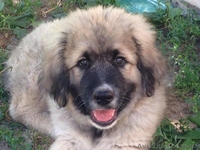 Продам высокопородных щенят кавказской овчарки - <ro>Изображение</ro><ru>Изображение</ru> #2, <ru>Объявление</ru> #1479809