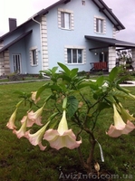 Продажа дома в Петропавловской Борщаговке - <ro>Изображение</ro><ru>Изображение</ru> #2, <ru>Объявление</ru> #1478816