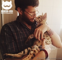 Коты саванна ф1 у вас дома - <ro>Изображение</ro><ru>Изображение</ru> #3, <ru>Объявление</ru> #1477595