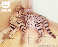 Коты саванна ф1 у вас дома - <ro>Изображение</ro><ru>Изображение</ru> #2, <ru>Объявление</ru> #1477595