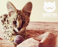 Коты саванна ф1 у вас дома - <ro>Изображение</ro><ru>Изображение</ru> #5, <ru>Объявление</ru> #1477595