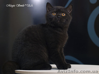 Магия черного окраса - чистокровный британский мальчик - <ro>Изображение</ro><ru>Изображение</ru> #2, <ru>Объявление</ru> #1479645