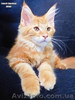 Котята Мейн Кун от Чемпиона Мира - <ro>Изображение</ro><ru>Изображение</ru> #3, <ru>Объявление</ru> #1484569