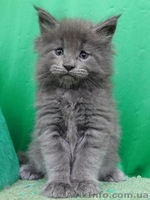 Котята Мейн Кун от Чемпиона Мира - <ro>Изображение</ro><ru>Изображение</ru> #2, <ru>Объявление</ru> #1484569