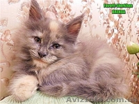 Котята Мейн Кун от Чемпиона Мира - <ro>Изображение</ro><ru>Изображение</ru> #6, <ru>Объявление</ru> #1484569