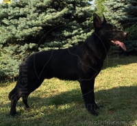 Черная немецкая овчарка - <ro>Изображение</ro><ru>Изображение</ru> #2, <ru>Объявление</ru> #1484845