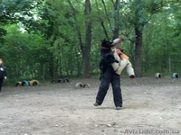 Черная немецкая овчарка - <ro>Изображение</ro><ru>Изображение</ru> #4, <ru>Объявление</ru> #1484845