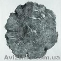 Кап, сувель, бруски, корень, торцевой срез  с красивешей текстурой. - <ro>Изображение</ro><ru>Изображение</ru> #9, <ru>Объявление</ru> #1371751