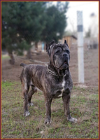 Щенок Кане Корсо. Питомник представляет суперпомет. - <ro>Изображение</ro><ru>Изображение</ru> #2, <ru>Объявление</ru> #1485365