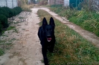 Черные щенки немецкой овчарки рабочего разведения - <ro>Изображение</ro><ru>Изображение</ru> #3, <ru>Объявление</ru> #1491397