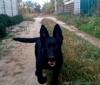 Черные щенки немецкой овчарки рабочего разведения - <ro>Изображение</ro><ru>Изображение</ru> #4, <ru>Объявление</ru> #1491397