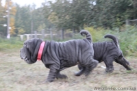 Продам голубую девочку шарпея - <ro>Изображение</ro><ru>Изображение</ru> #2, <ru>Объявление</ru> #1502951