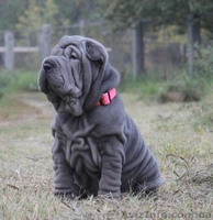 Продам голубую девочку шарпея - <ro>Изображение</ro><ru>Изображение</ru> #1, <ru>Объявление</ru> #1502951