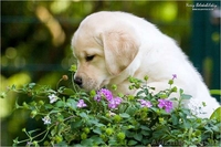 Щенок лабрадора ретривера палевого окраса - <ro>Изображение</ro><ru>Изображение</ru> #2, <ru>Объявление</ru> #1500888