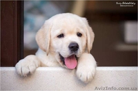 Щенок лабрадора ретривера палевого окраса - <ro>Изображение</ro><ru>Изображение</ru> #3, <ru>Объявление</ru> #1500888