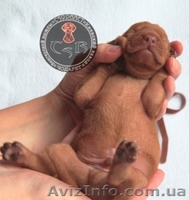 Щенки венгерской легавой - <ro>Изображение</ro><ru>Изображение</ru> #2, <ru>Объявление</ru> #1498809