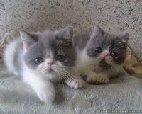 Экзотические короткошерстные котята биколорных окрасов - <ro>Изображение</ro><ru>Изображение</ru> #3, <ru>Объявление</ru> #1494053
