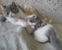 Экзотические короткошерстные котята биколорных окрасов - <ro>Изображение</ro><ru>Изображение</ru> #8, <ru>Объявление</ru> #1494053