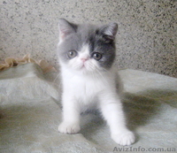 Экзотические короткошерстные котята биколорных окрасов - <ro>Изображение</ro><ru>Изображение</ru> #6, <ru>Объявление</ru> #1494053