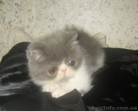 Экзотические короткошерстные котята биколорных окрасов - <ro>Изображение</ro><ru>Изображение</ru> #5, <ru>Объявление</ru> #1494053