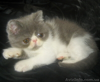 Экзотические короткошерстные котята биколорных окрасов - <ro>Изображение</ro><ru>Изображение</ru> #2, <ru>Объявление</ru> #1494053