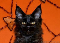 Котята Мейн-кун с превосходными породными данными. - <ro>Изображение</ro><ru>Изображение</ru> #1, <ru>Объявление</ru> #1509688