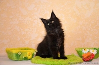 Котята Мейн-кун с превосходными породными данными. - <ro>Изображение</ro><ru>Изображение</ru> #2, <ru>Объявление</ru> #1509688