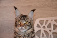 Котята Мейн-кун с превосходными породными данными. - <ro>Изображение</ro><ru>Изображение</ru> #3, <ru>Объявление</ru> #1509688