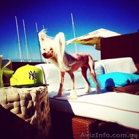 Продаю щенков китайской хохлатой собаки - <ro>Изображение</ro><ru>Изображение</ru> #1, <ru>Объявление</ru> #1504487