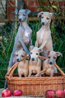 Левретка- прекрасный компаньон для нежных леди  - <ro>Изображение</ro><ru>Изображение</ru> #2, <ru>Объявление</ru> #1505605