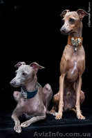 Левретка- прекрасный компаньон для нежных леди  - <ro>Изображение</ro><ru>Изображение</ru> #3, <ru>Объявление</ru> #1505605