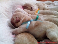 Открыто резервирование - <ro>Изображение</ro><ru>Изображение</ru> #1, <ru>Объявление</ru> #1509340