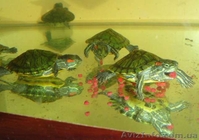 Прекрасный подарок - маленькая черепашка. Доставка - <ro>Изображение</ro><ru>Изображение</ru> #3, <ru>Объявление</ru> #1506419