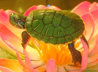 Прекрасный подарок - маленькая черепашка. Доставка - <ro>Изображение</ro><ru>Изображение</ru> #2, <ru>Объявление</ru> #1506419