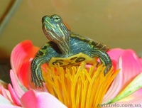 Прекрасный подарок - маленькая черепашка. Доставка - <ro>Изображение</ro><ru>Изображение</ru> #1, <ru>Объявление</ru> #1506419